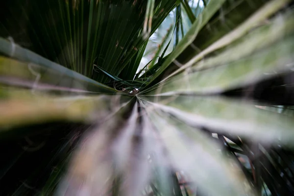 Folha de palma desfocada abstrato fundo natural. Folhas de palma folhas e ramos como fundo botânico — Fotografia de Stock