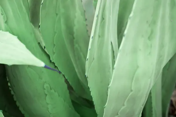 Aloe vera planta fundo natural. Verde fresco aloe vera deixa textura como fundo. — Fotografia de Stock