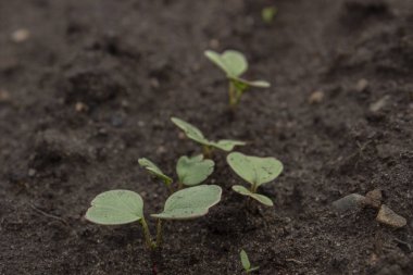 Toprakta turp filizleri filizlendi. Bahçede genç turplardan oluşan bir yatak büyüyor. Turp yaprakları.