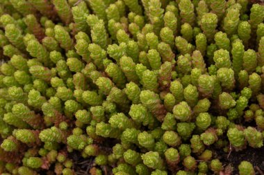 Sulu bitki sedum 'u. Ochitok çok yıllık sulu bir bitkidir..