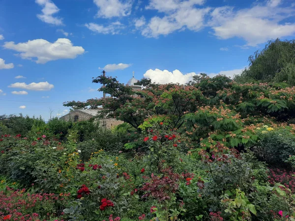 Grön Trädgård Med Mängd Olika Blommor Och Tropiska Växter Vacker — Stockfoto