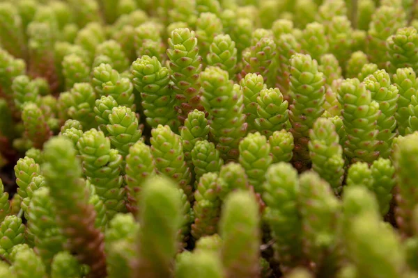 多肉植物のセダム オチトクは多年生草本多肉植物です — ストック写真
