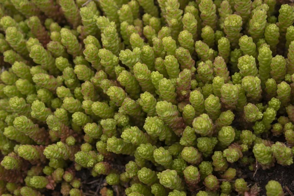 多肉植物のセダム オチトクは多年生草本多肉植物です — ストック写真