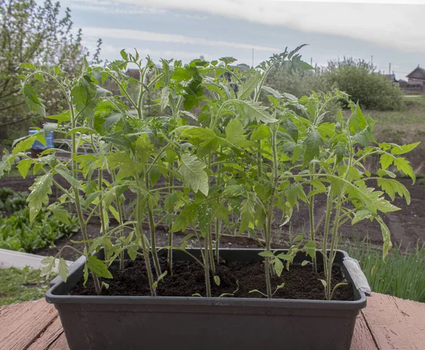 Tomato seedlings in a plastic container. Green tomato seedlings on the background of a vegetable garden.