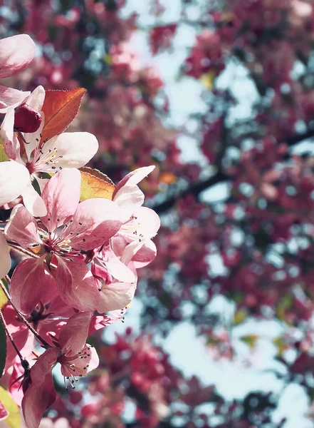 Blommande Ett Träd Med Vita Och Rosa Blommor Närbild — Stockfoto