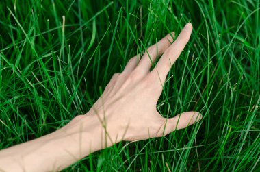 Bahar ve gevşeme Tema: bir genç taze yeşil çim Bahçe insan eli dokunur