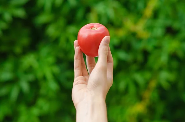 Vegetarians and fresh fruit and vegetables on the nature of the theme: human hand holding a tomato on the background of green grass