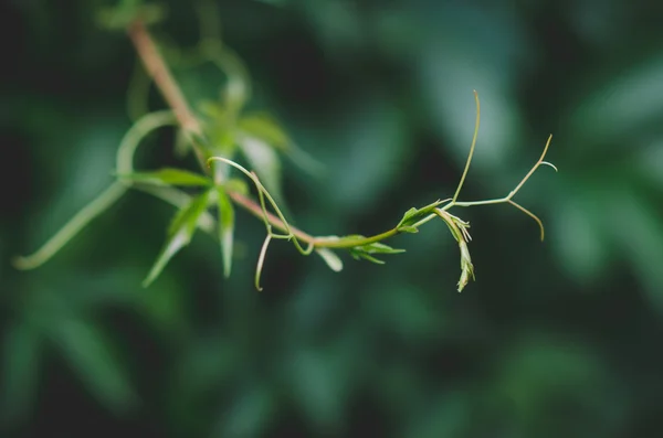 Hermosa planta verde en el verano en la naturaleza — Foto de Stock
