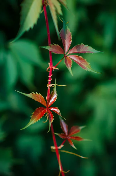 Piękne czerwone listowie dzikich winogron na tle zielonych liści — Zdjęcie stockowe