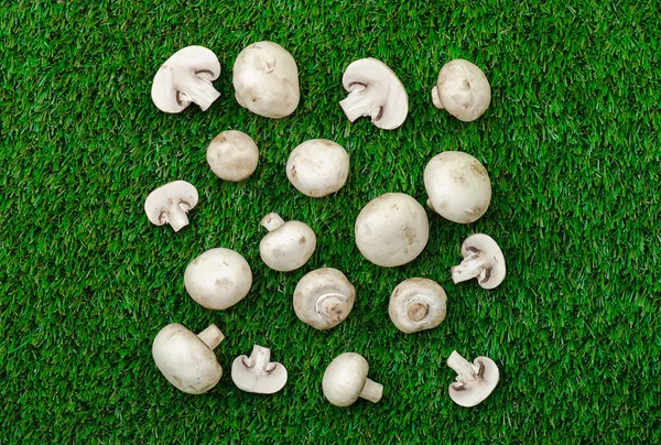 Porcini paddestoelen liggen op het groene gras in de zomer weergave van bovenaf — Stockfoto