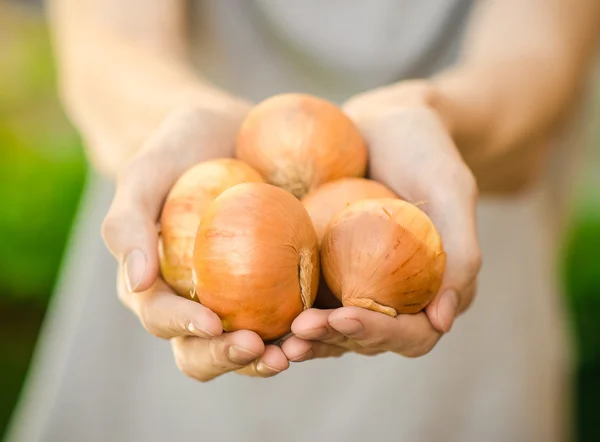 Τροφίμων και τροφίμων θέμα: ανθρώπινα χέρια κρατούν ένα τόξο με φόντο πράσινο γρασίδι το καλοκαίρι — Φωτογραφία Αρχείου