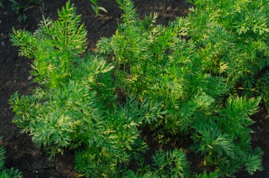 Bahçe Tema: yatak genç yeşil bush havuç ile