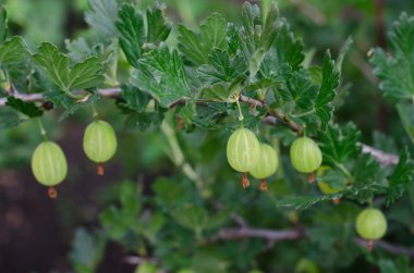 Bahçe Tema: olgun yeşil bektaşi, bush bektaşi üzümü meyve dalı