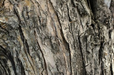 Doğal doku Tema: ağaç kabuğu