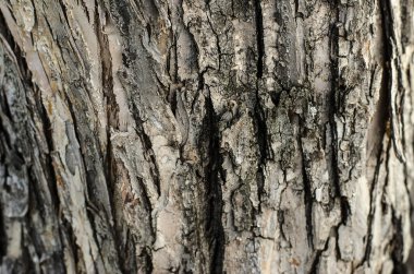 Doğal doku Tema: ağaç kabuğu