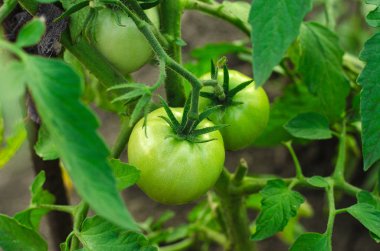 Bahçe Tema: yatak bush genç olgunlaşmamış yeşil domates ile