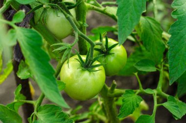 Bahçe Tema: yatak bush genç olgunlaşmamış yeşil domates ile