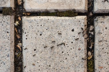 Insects topic: ants creep on a pavement slab in the garden clipart