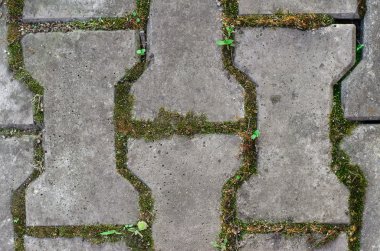 Doku Konu: toprak ve çim döşeme parke