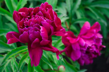 Yeşil yaprakları ile güzel mor Şakayık