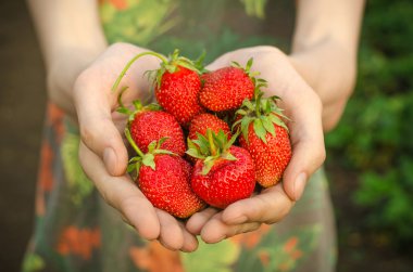 Yaz meyveleri Konu: elele olgun kırmızı Bahçe çilek ile yeşil bir arka plan üzerinde adam