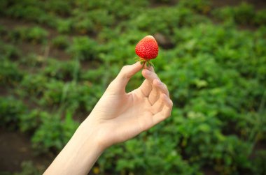 Yaz meyveleri Konu: adam yeşil bir arka plan üzerinde bir olgun kırmızı çilek holding