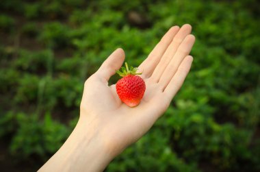 Yaz meyveleri Konu: adam yeşil bir arka plan üzerinde bir olgun kırmızı çilek holding