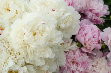 güzel pembe ve beyaz peonies