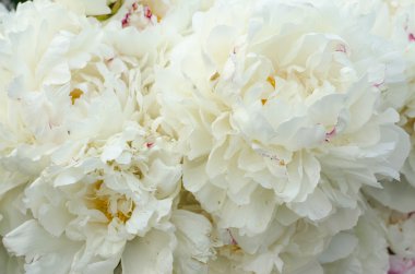 güzel pembe ve beyaz peonies