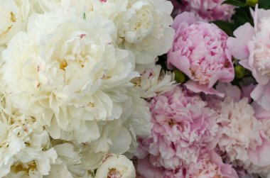 güzel pembe ve beyaz peonies