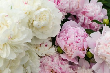 güzel pembe ve beyaz peonies