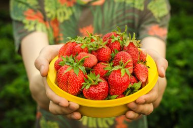 Yaz meyveleri Konu: adam tutar ile olgun bir kırmızı çilek Bahçe Yeşil bir arka plan üzerine bir tabak