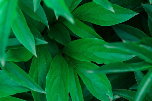 Tema de la naturaleza: Hermosas hojas verdes frescas sobre un fondo oscuro — Foto de Stock