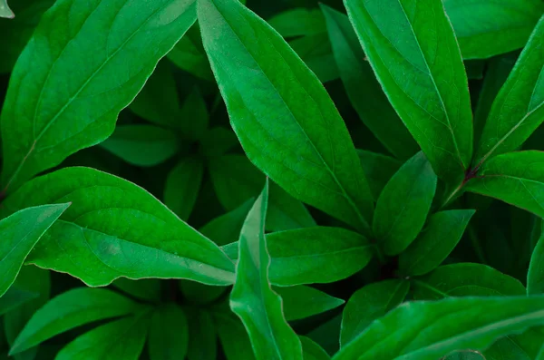 Θέμα φύσης: όμορφα φρέσκα πράσινα φύλλα σε σκούρο φόντο — Φωτογραφία Αρχείου