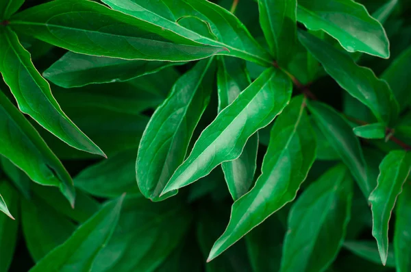Θέμα φύσης: όμορφα φρέσκα πράσινα φύλλα σε σκούρο φόντο — Φωτογραφία Αρχείου