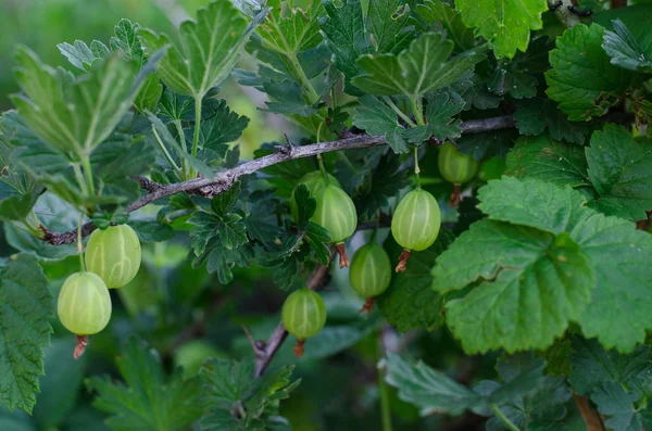 Gardening topic: bush ripe green gooseberries, gooseberry berries on branch