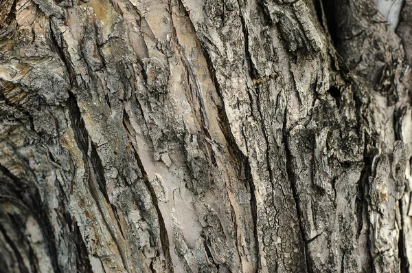 Doğal doku Tema: ağaç kabuğu