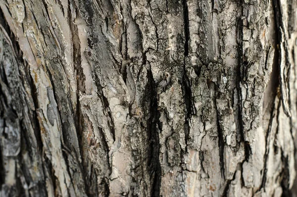 Doğal doku Tema: ağaç kabuğu