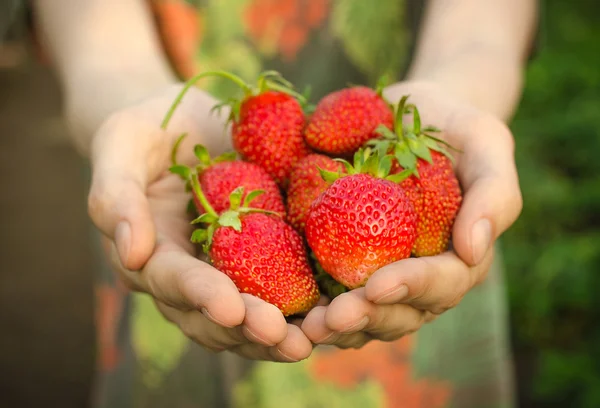 Tema de las bayas de verano: hombre cogido de la mano con fresa madura de jardín rojo sobre un fondo verde — Foto de Stock