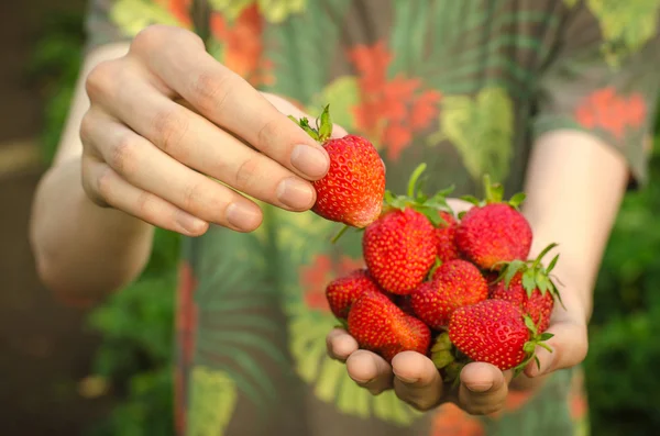 Tema de las bayas de verano: hombre cogido de la mano con fresa madura de jardín rojo sobre un fondo verde — Foto de Stock