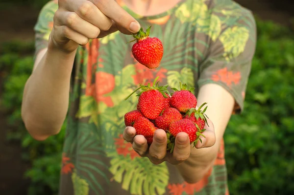 Tema de las bayas de verano: hombre cogido de la mano con fresa madura de jardín rojo sobre un fondo verde — Foto de Stock