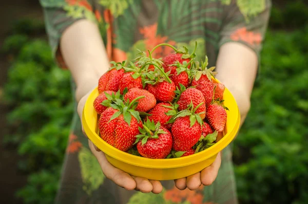 Tema de las bayas de verano: el hombre sostiene un plato con un jardín maduro de fresas rojas sobre un fondo verde — Foto de Stock