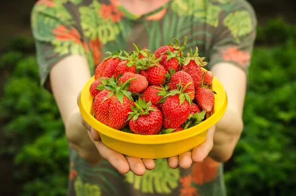 Tema de las bayas de verano: el hombre sostiene un plato con un jardín maduro de fresas rojas sobre un fondo verde — Foto de Stock