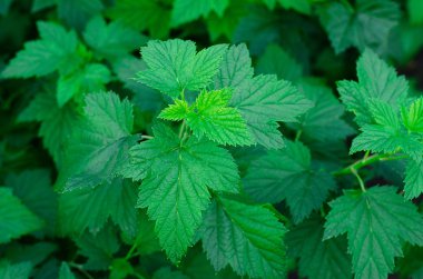 Güzel yeşil blackcurrant bahçede bırakır