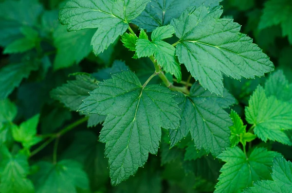 Güzel yeşil blackcurrant bahçede bırakır