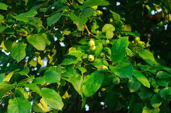 Belle piccole mele verdi sull'albero in giardino in estate — Foto Stock