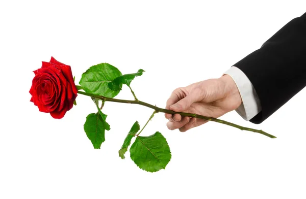 Valentýna a žen den téma: ruka v obleku drží červená růže izolovaných na bílém pozadí v studio — Stock fotografie