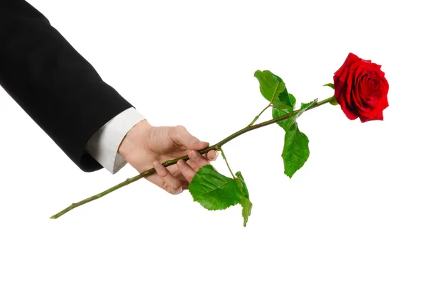 Valentine's Day and Women's Day theme: man's hand in a suit holding a red rose isolated on white background in studio — Stock Photo, Image