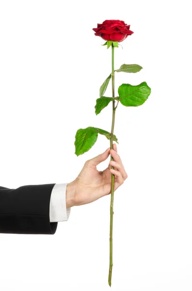 Valentine's Day and Women's Day theme: man's hand in a suit holding a red rose isolated on white background in studio — Stock Photo, Image