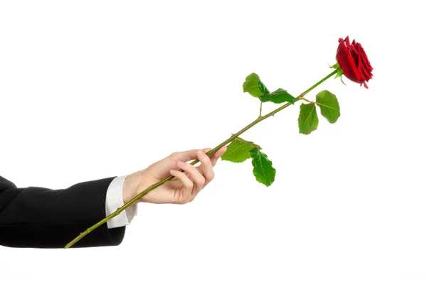 Valentine's Day and Women's Day theme: man's hand in a suit holding a red rose isolated on white background in studio — Stock Photo, Image
